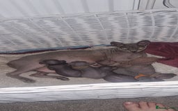 Sphynx cats for sale: Canadian Sphynx6New born kittens5 still available  - Image 2