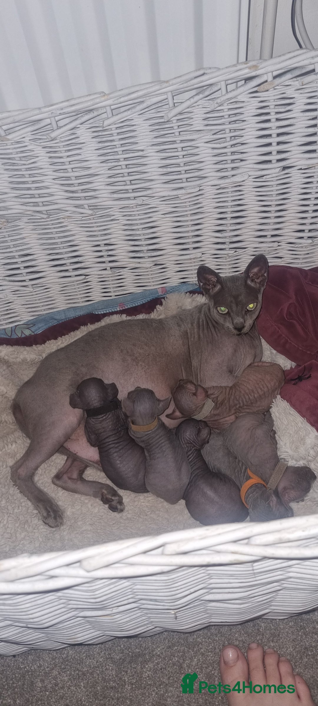 Sphynx cats for sale: Canadian Sphynx6New born kittens5 still available  - Image 2