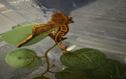 Gecko reptiles for sale: Baby crested geckos - Image 2