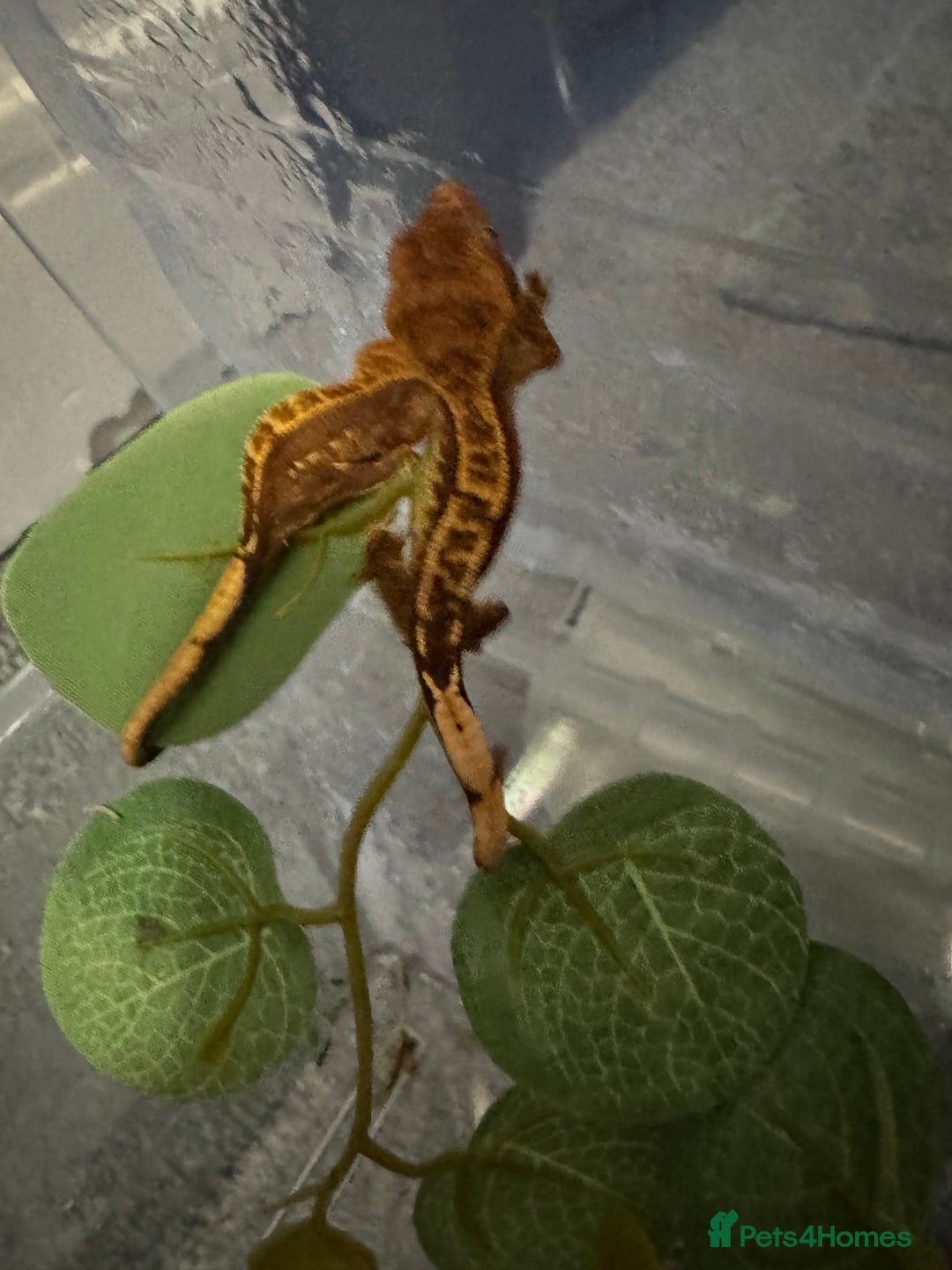 Gecko reptiles for sale: Baby crested geckos - Image 2