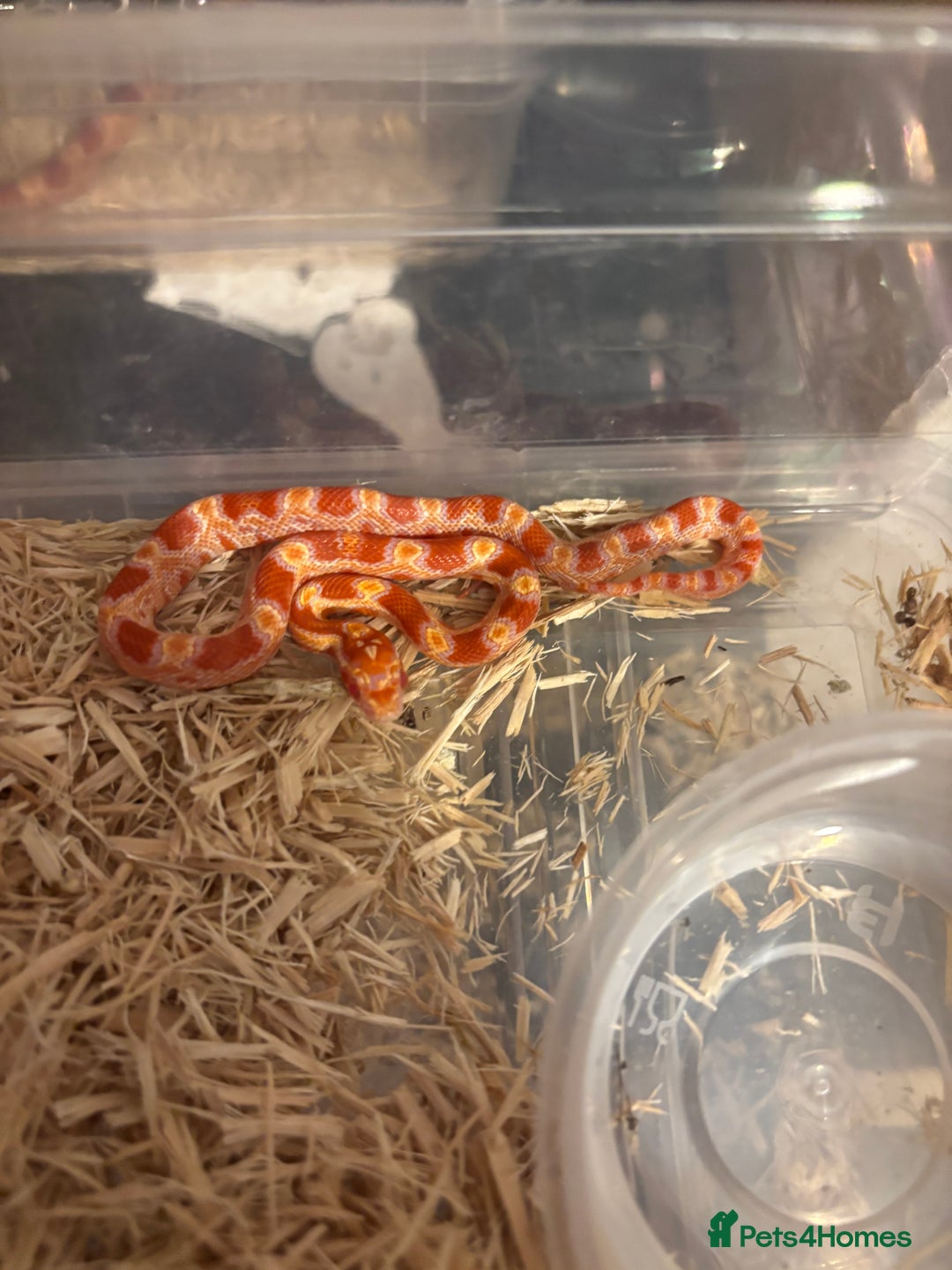Corn Snake reptiles for sale: Baby corn snakes, snows, anery and amel - Advert 15