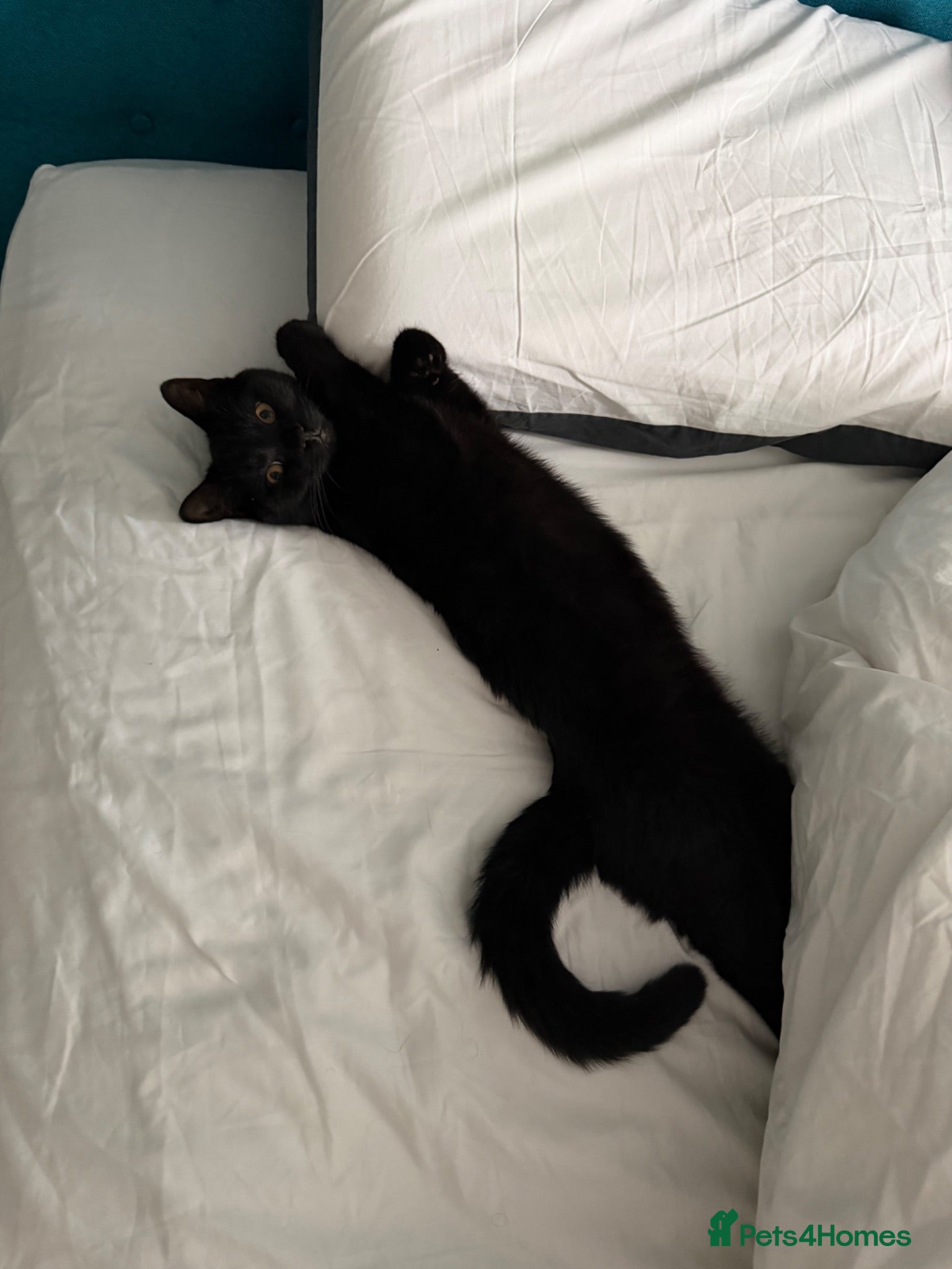 Mixed Breed cats Black cat mixed breed  - Advert 2