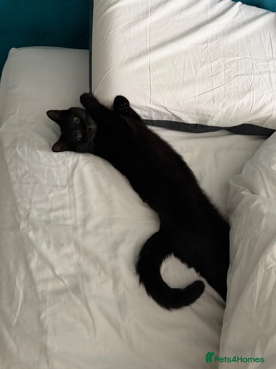 Mixed Breed cats for sale: Black cat mixed breed  in Mansfield - Advert 1