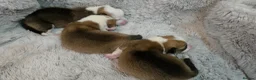 Welsh Corgi Pembroke dogs for sale: Corgi Puppies for Loving Homes – 1 Male, 2 Females - Advert 9