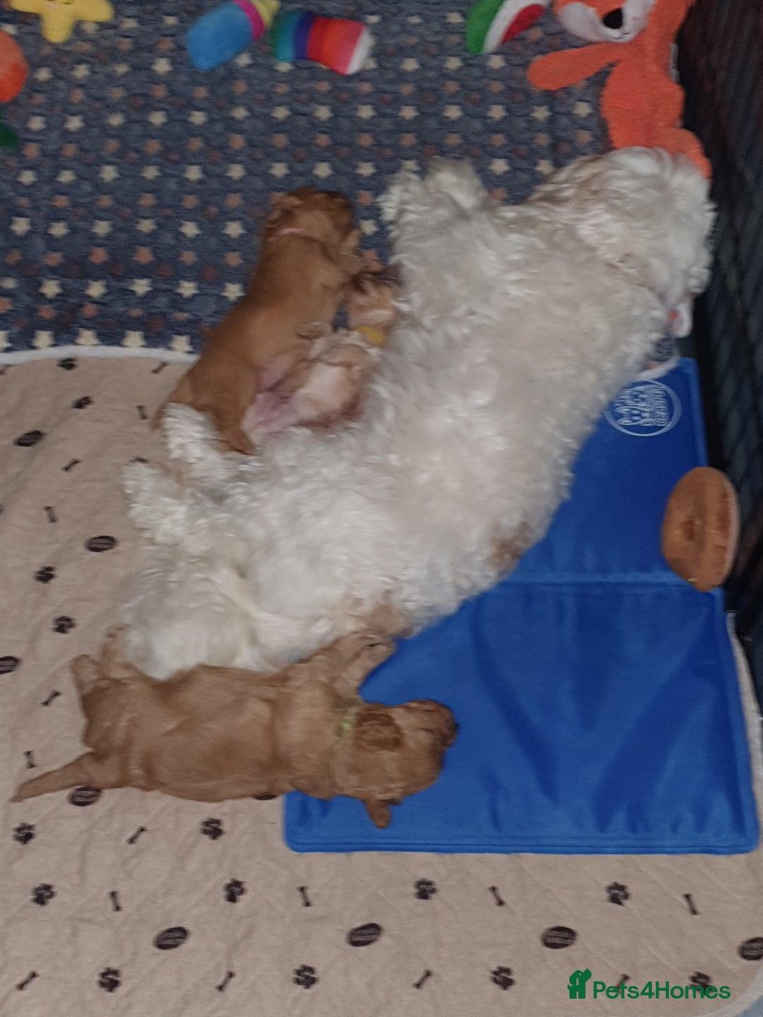 Mixed Breed dogs for sale: Beautiful red and fawn colour Cavapoochons pups - Advert 21