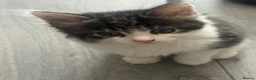 Mixed Breed cats for sale: 🐾 5 Beautiful Kittens Looking for Loving Homes 🐾 - Advert 4