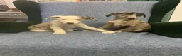 Mixed Breed dogs for sale: Blue Merle Border Collie x Lurcher Puppies  - Advert 15