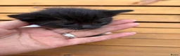 Mixed Breed cats for sale: Friendly farm kittens 2b 1g  - Advert 11