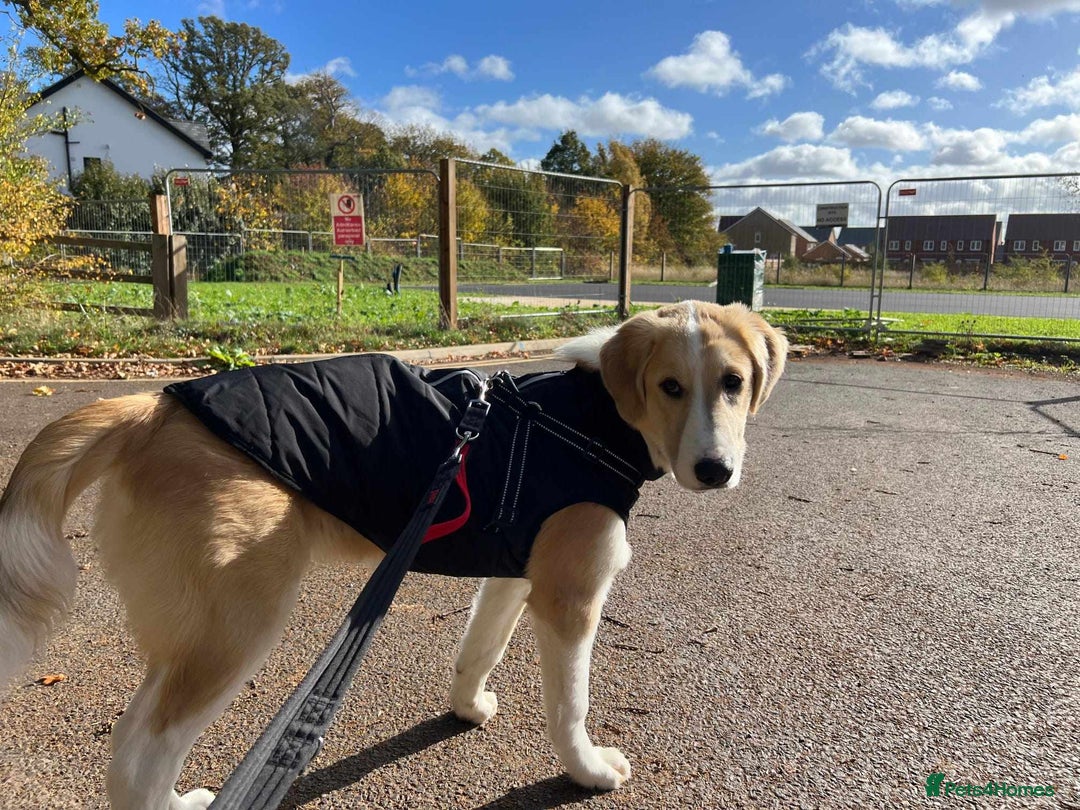 Mixed Breed dogs for sale: 💚 Lovely Lisa 💚 - Advert 4