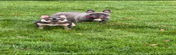 French Bulldog dogs for sale: Frenchie Mother & Daughter(To Be Rehomed Together) - Advert 8