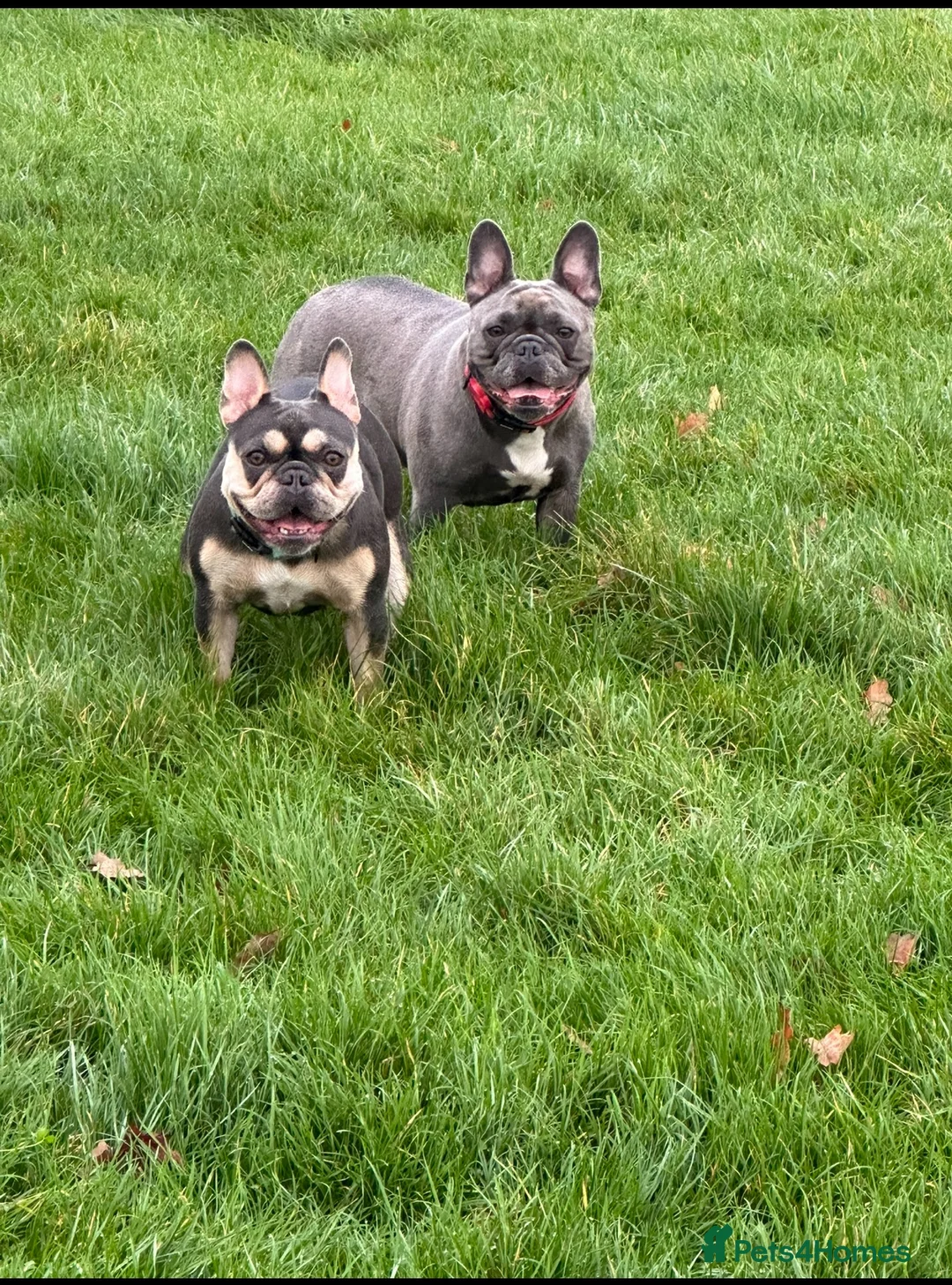 French Bulldog dogs for sale: Frenchie Mother & Daughter(To Be Rehomed Together) - Advert 8