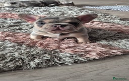 French Bulldog dogs for sale: Beautiful lilac French bulldogs - Image 4
