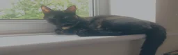 Mixed Breed cats for sale: This is Bonnie  - Advert 3