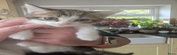 Mixed Breed cats for sale: Dave's baby - Advert 5
