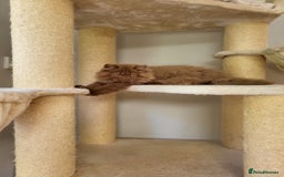 British Longhair cats for sale: Stunning Cinnamon Tica Registered Boy - Image 8