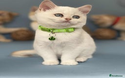British Shorthair cats for sale: 🫶GCCF - NY12 Golden British Shorthair kittens 🫶 - Image 16