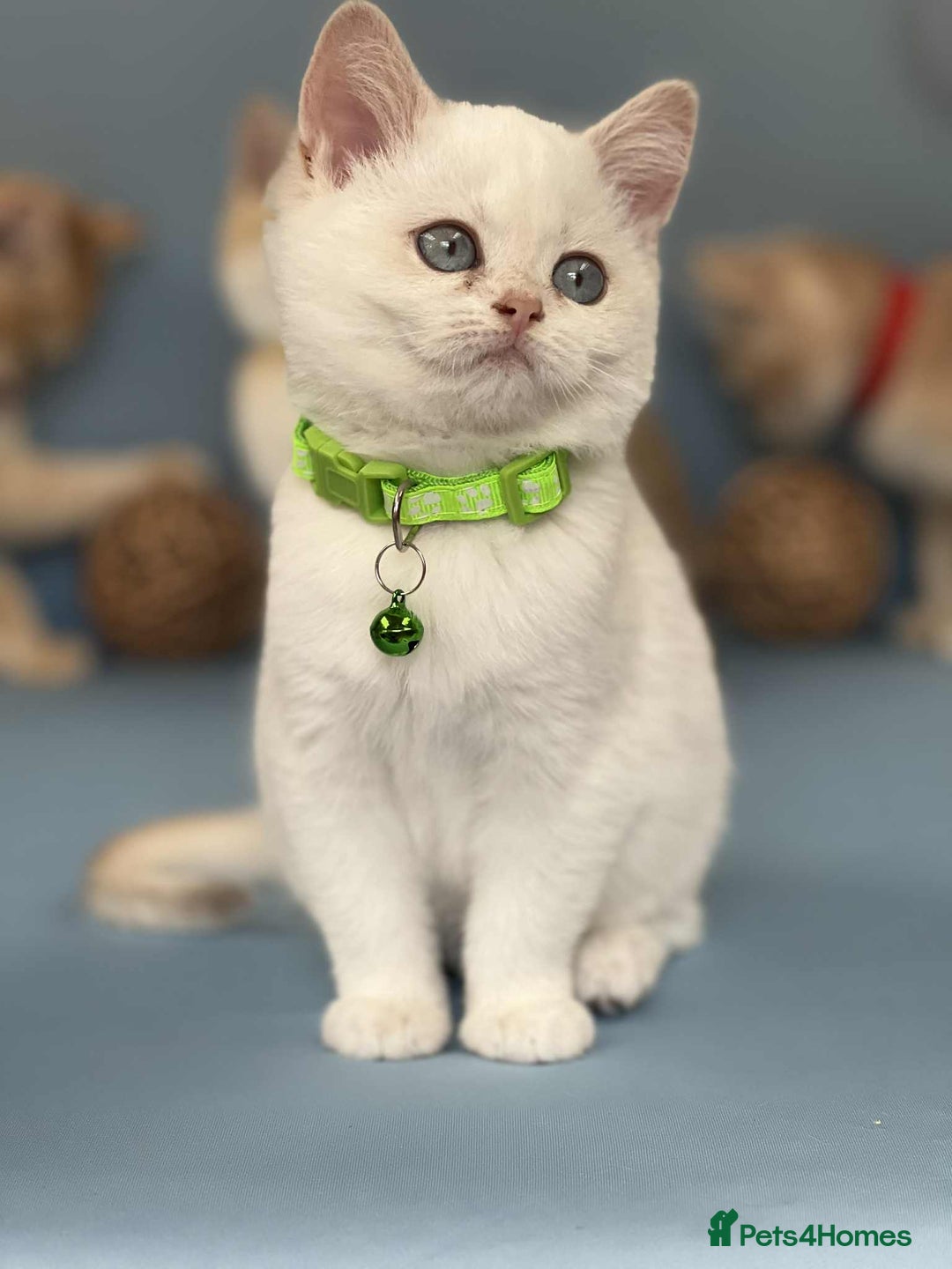 British Shorthair cats for sale: 🫶GCCF - NY12 Golden British Shorthair kittens 🫶 - Image 16