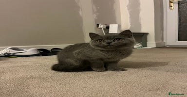 British Shorthair cats REDUCED!! Pure Breed British Shorthair Kittens - Advert 9