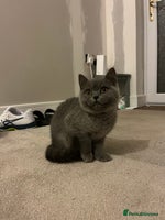 British Shorthair cats REDUCED!! Pure Breed British Shorthair Kittens - Advert 9