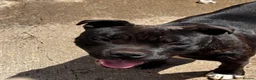 Staffordshire Bull Terrier dogs for sale: 2 female pups for sale  - Advert 13