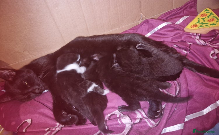 British Shorthair cats 4 kittens available to go now - Advert 14