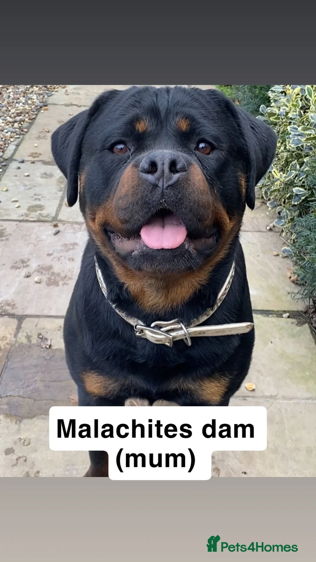 Rottweiler dogs for stud: Proven Health Tested Rottweiler Stud in Arrochar - Advert 8