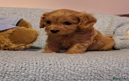 Cavapoo dogs for sale: 3 gorgeous Cavapoo puppies  - Image 2