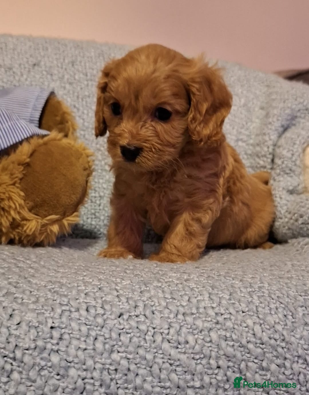 Cavapoo dogs for sale: 3 gorgeous Cavapoo puppies  - Image 2