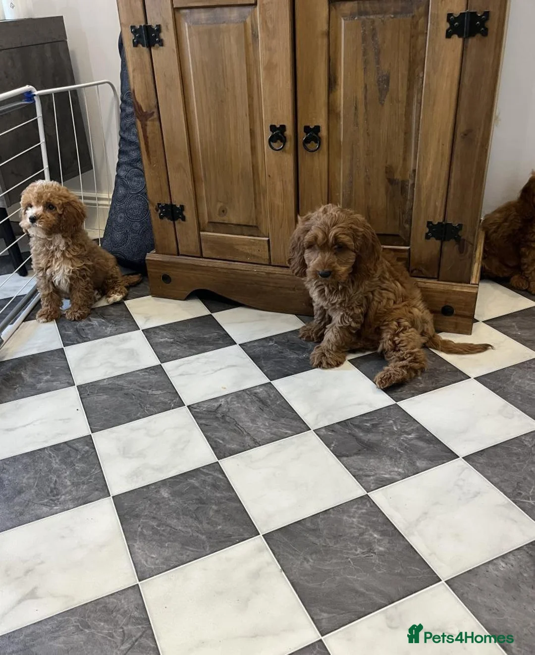 Cavapoo dogs for sale: STUNNING COLOURS 💕 CAVAPOO PUPPIES  in Oldham - Advert 2