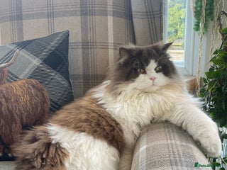 British Longhair cats Teddy - Advert 11