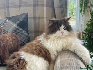 British Longhair cats Teddy - Advert 8