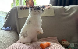 Mixed Breed rabbits for sale: Gorgeous white rabbit - Image 2