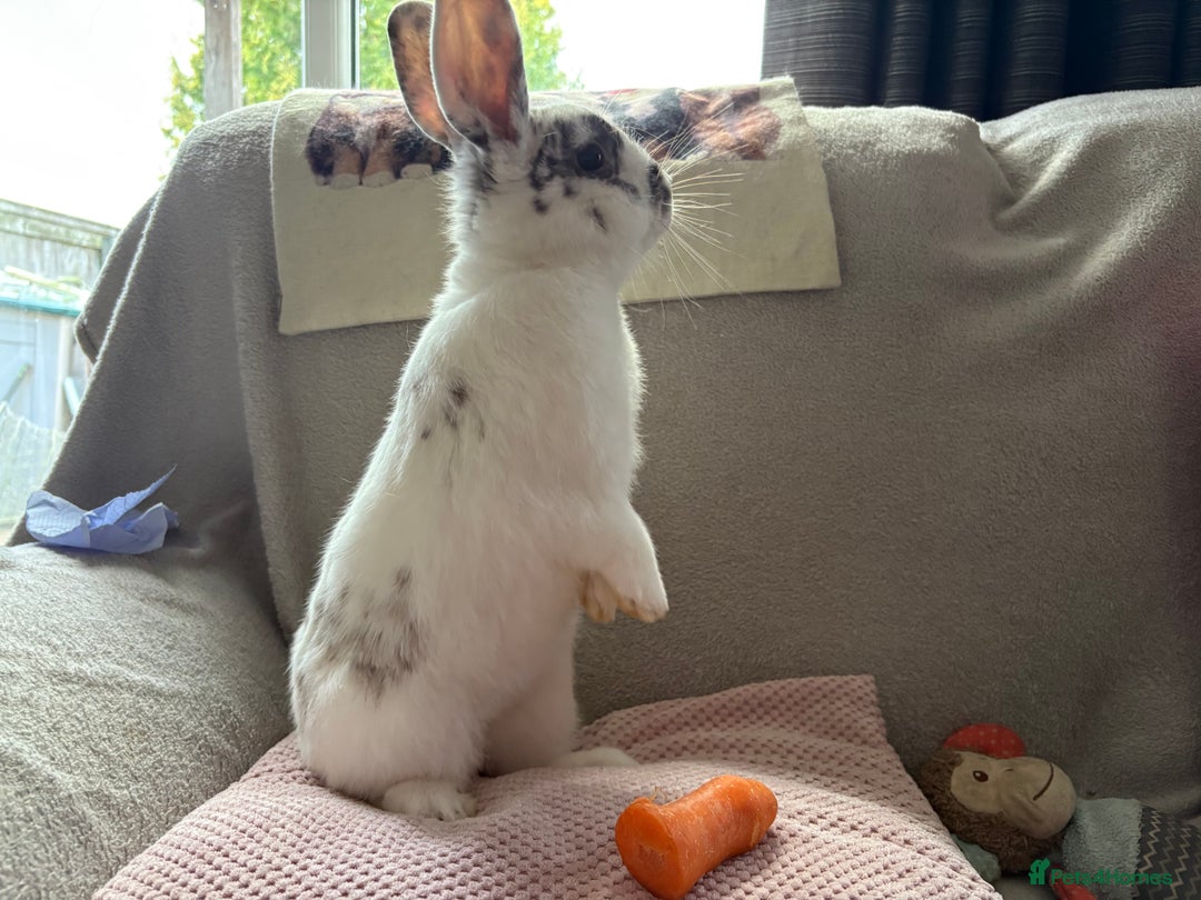 Mixed Breed rabbits for sale: Gorgeous white rabbit - Image 2