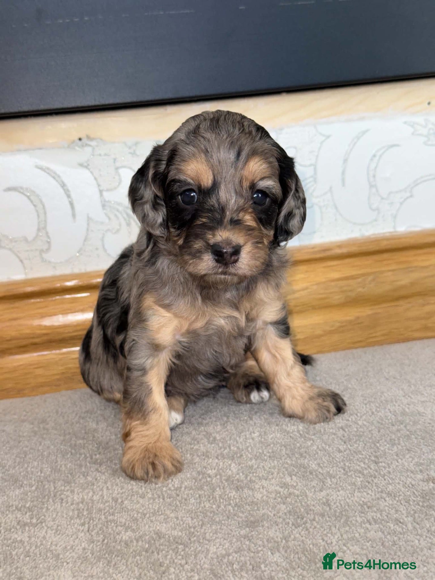 Cockapoo dogs for sale: Cockapoo puppies - Advert 9