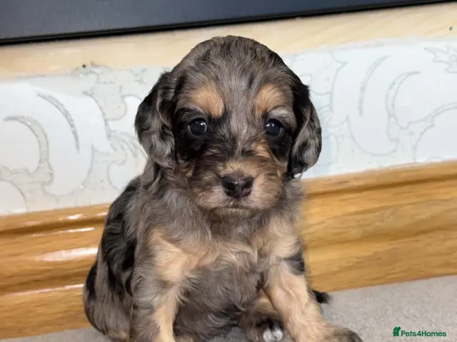 Cockapoo dogs for sale: Cockapoo puppies - Advert 9