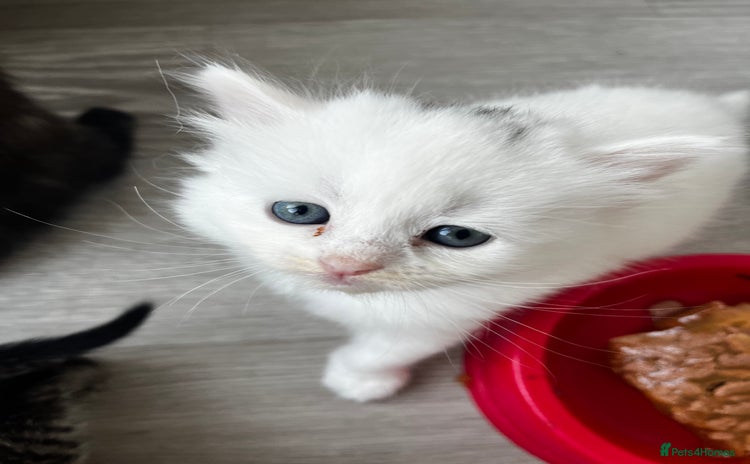 Mixed Breed cats - Advert 1