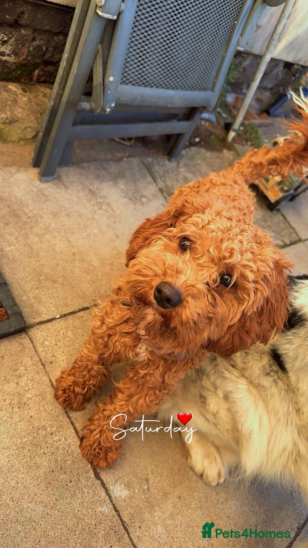 Cockapoo dogs for sale: Rehoming female cockapoo - Image 1
