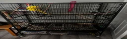 Ringnecks birds for sale: Noodle - Advert 2