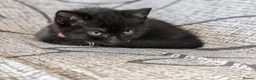 Mixed Breed cats for sale: Kitten  - Advert 17