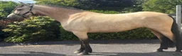 Connemara horses for sale: TOP CLASS Connemara mare available!  - Advert 1