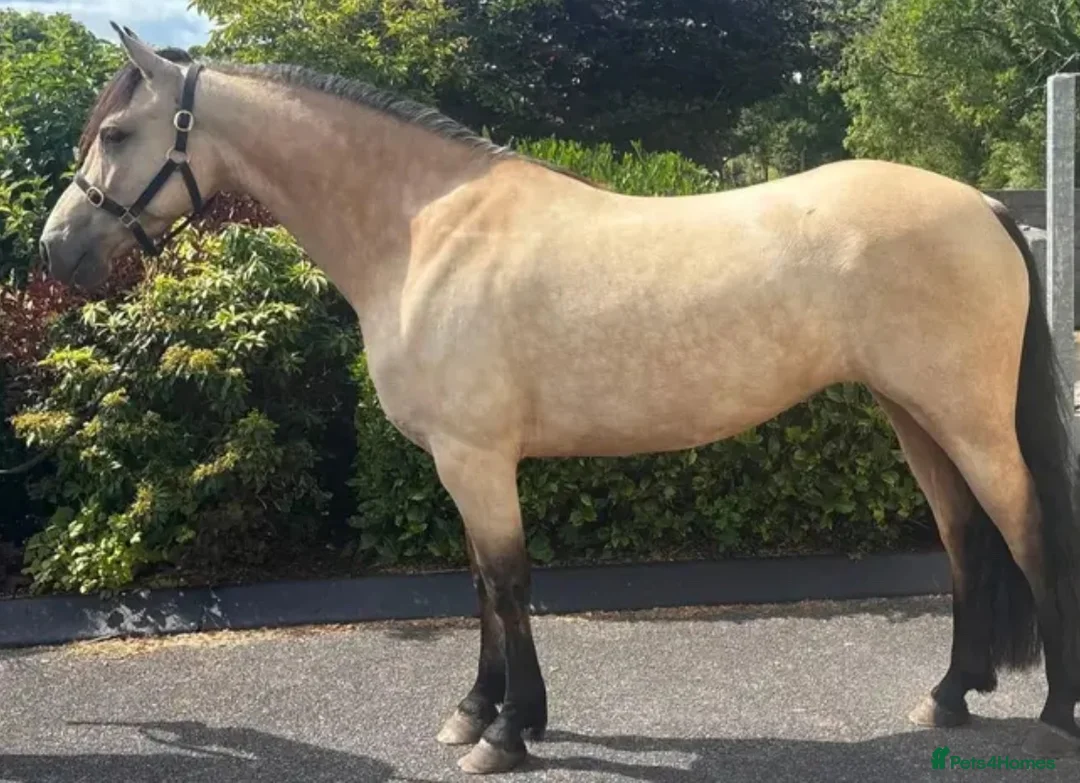 Connemara horses for sale: TOP CLASS Connemara mare available!  - Advert 1