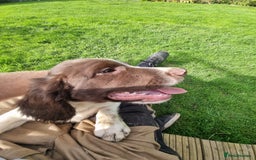English Springer Spaniel dogs for sale: English springer spaniels  - Image 6
