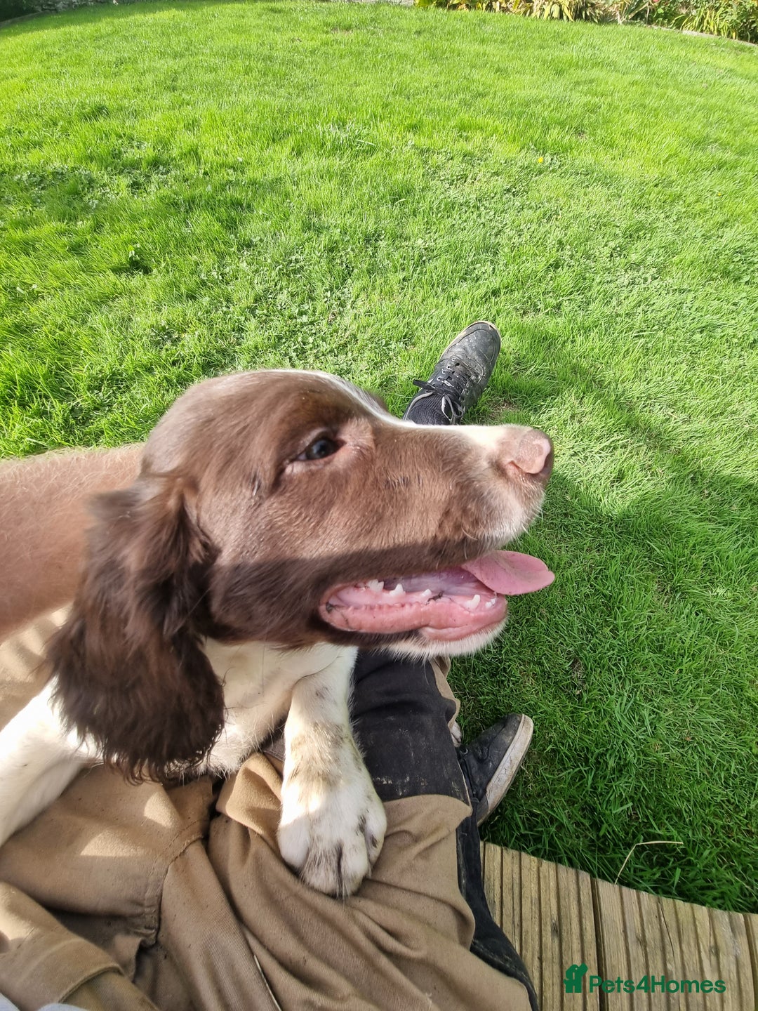 English Springer Spaniel dogs for sale: English springer spaniels  - Image 6