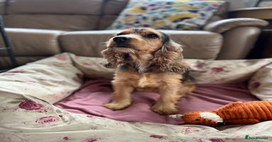 Cockapoo dogs - Advert 11