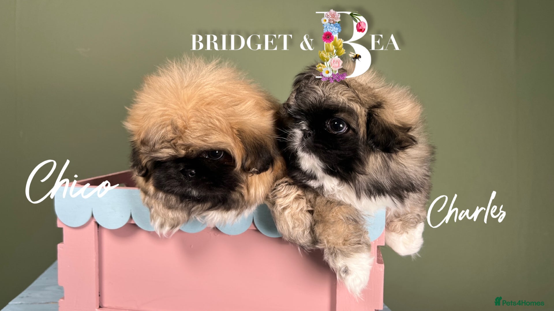 Pekingese dogs 💙 READY 17th JAN 💙 - Advert 9