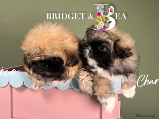 Pekingese dogs 💙 READY NOW 💙 - Advert 2
