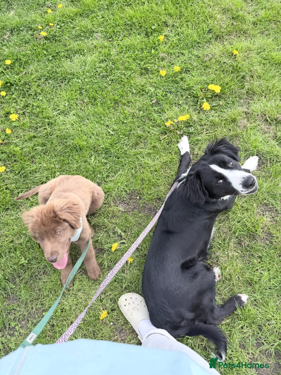 Borador dogs for sale: Collie X Lab - Advert 2