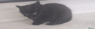 Domestic Shorthair 3