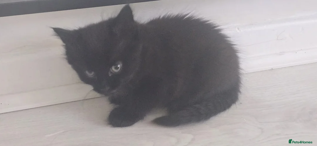 Domestic Shorthair cats for sale: 2 kittens left (8 weeks) £50 each Witham, Essex  - Advert 10