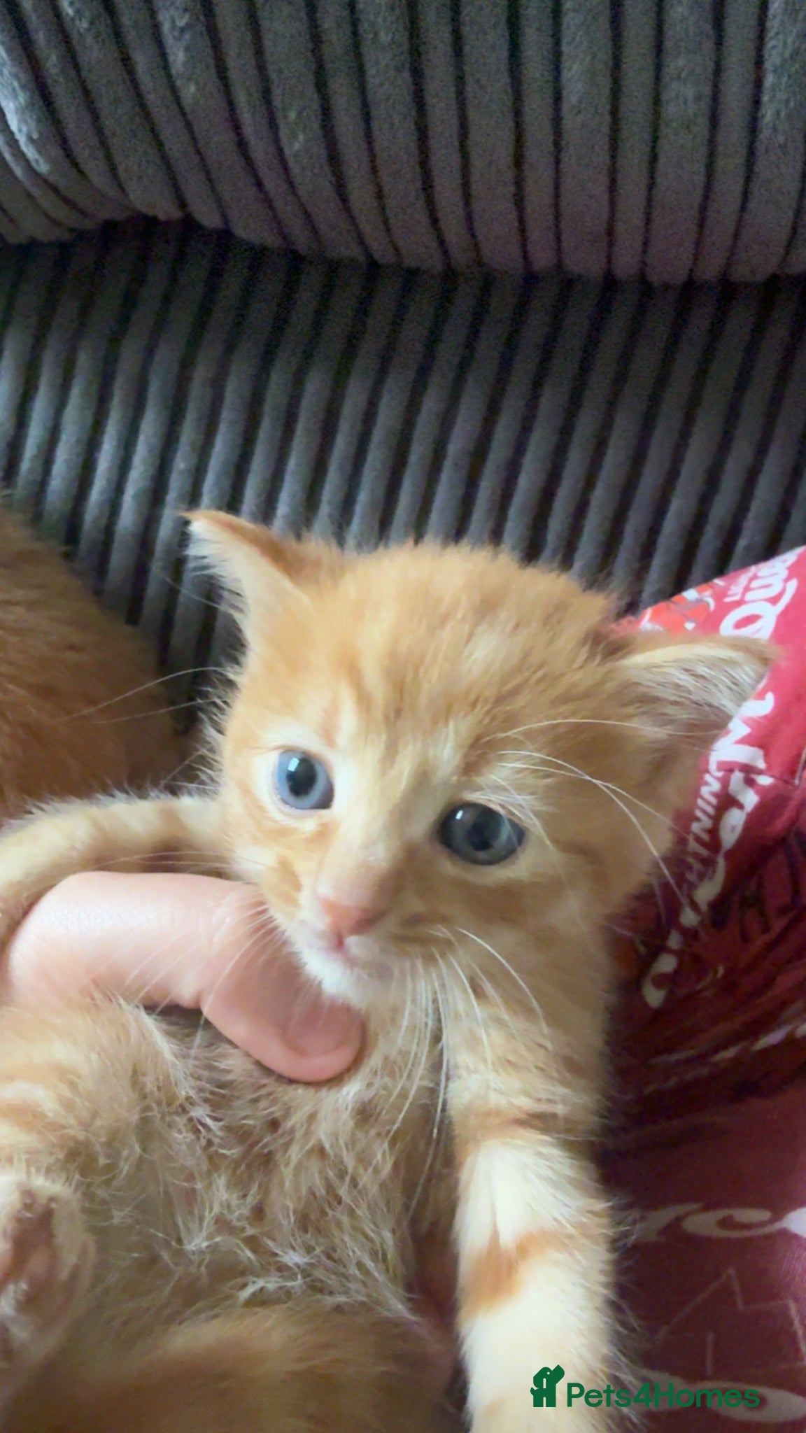 Mixed Breed cats for sale: 3 kittens  in Houghton le Spring - Advert 4